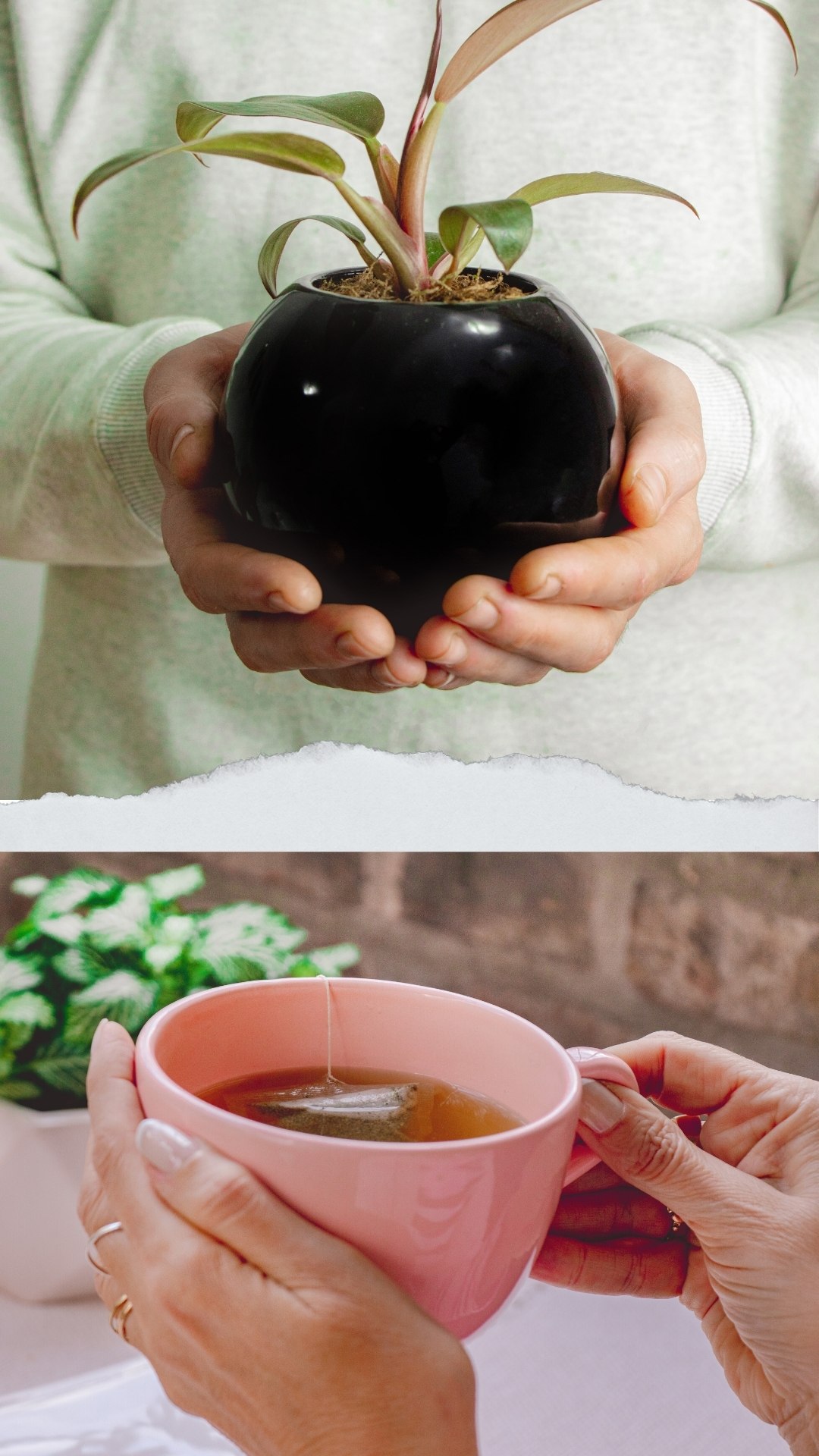 Fotos de maceta con plantas y taza de té
